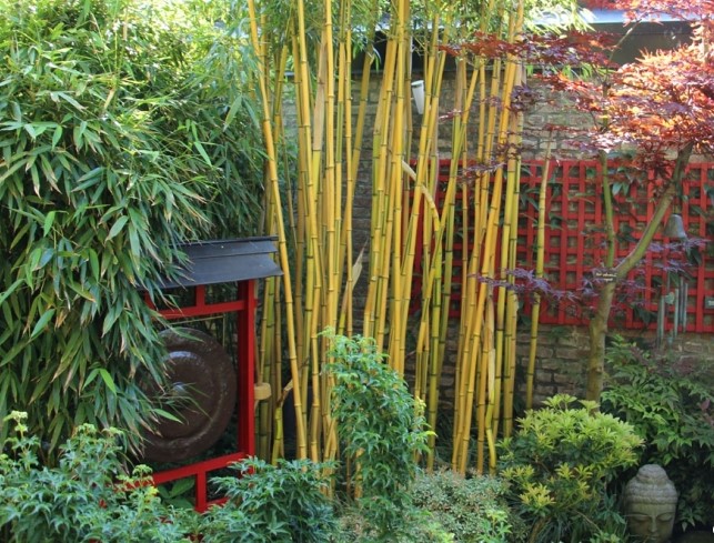 Bonsaï, l'arbre miniature zen venu du Japon